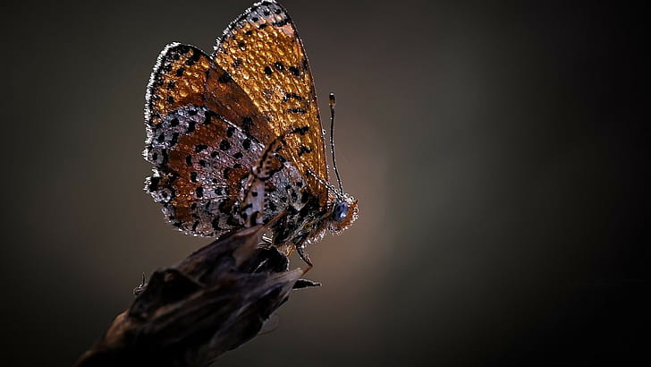 papillon, Fond d'écran HD