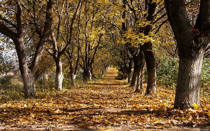 Autumn, Trees, Leaf fall, October, Trunks, Withering, Ranks, Track, HD wallpaper