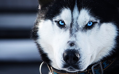 Husky, djur, hundar, blå ögon, fotografi, vit och svart alaskan malamute, husky, djur, hundar, blå ögon, fotografi, HD tapet HD wallpaper