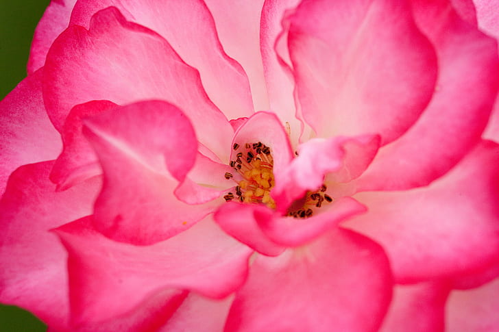 mikrofotografie von rosa blume, muster, natur, mikrofotografie, rosa, blume, muster, munnar, kerala, indien, makro, foto, fotos, rosa Farbe, blütenblatt, pflanze, nahaufnahme, blüte, schönheit in der natur, HD-Hintergrundbild