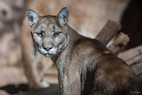 brown cougar, puma, cougar, mountain lion, wild cat, predator, muzzle, HD wallpaper HD wallpaper
