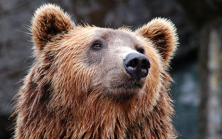 niedźwiedź brunatny, tła futra, pysk, Tło Ultra HD 4K, pobierz 3840x2400 niedźwiedź brunatny, Tapety HD