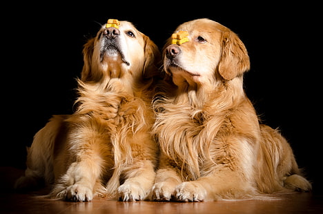 Собаки, Золотистый ретривер, HD обои HD wallpaper