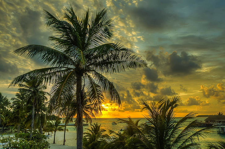 Maldivas, Palmas, Árvores, Sombra, Mar, Oceano, Praia, HDR, HD papel de parede