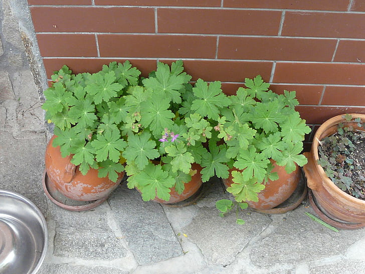 Géranium 02, trois plantes vertes en pot, fleur, géranium, jardin, pots, 3d et abstrait, Fond d'écran HD