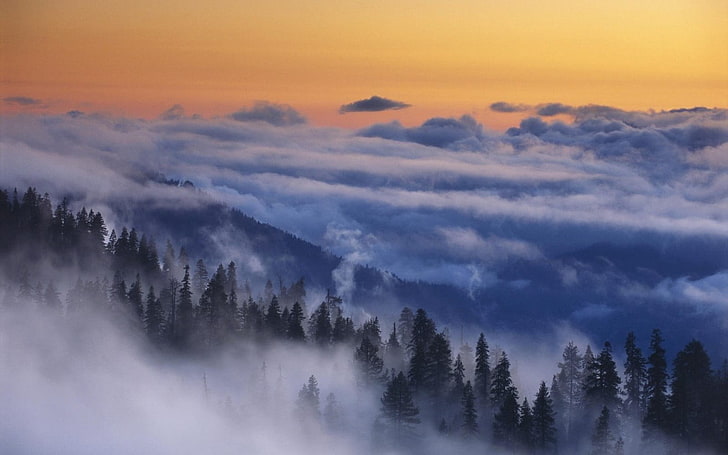 alberi verdi, natura, paesaggio, Parco nazionale Yosemite, nebbia, foresta, nuvole, alberi, montagne, mattina, Sfondo HD