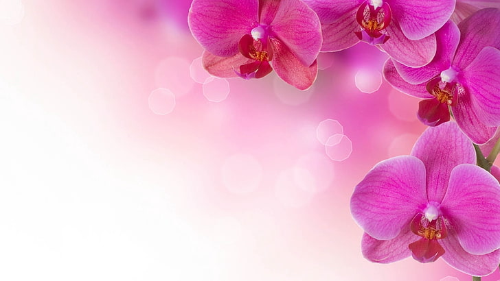 anggrek merah muda, anggrek, bunga, kelopak, Wallpaper HD