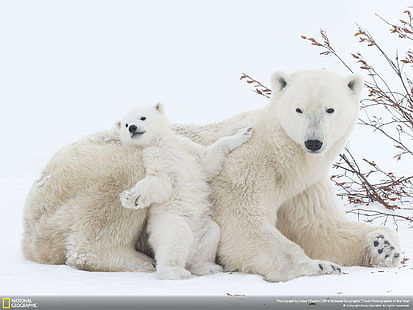 animals, National Geographic, polar bears, snow, HD wallpaper HD wallpaper