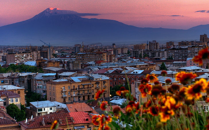 pomarańczowe kwiaty, armenia, miasto, Erewan, Tapety HD
