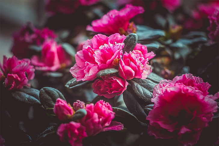 분홍색과 흰색 꽃잎 꽃, 자연, 꽃, 라트비아, 비 ign 트, 핑크 꽃, HD 배경 화면