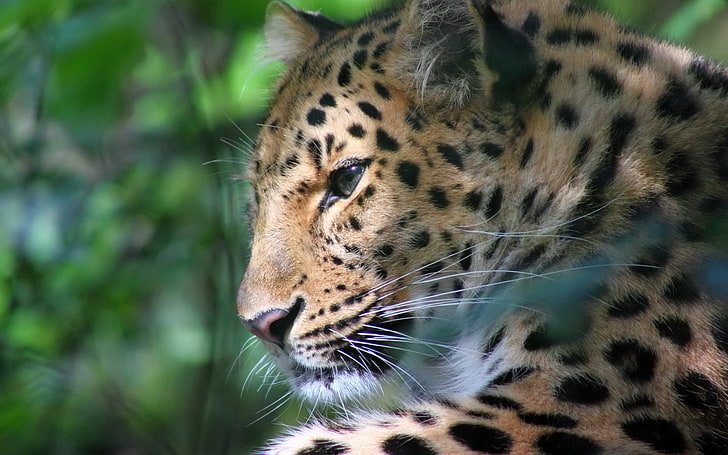 brązowy i czarny gepard, lampart, buzia, maść, duży kot, drapieżnik, Tapety HD