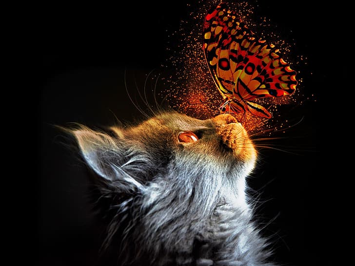 cat, light, butterfly, HD wallpaper