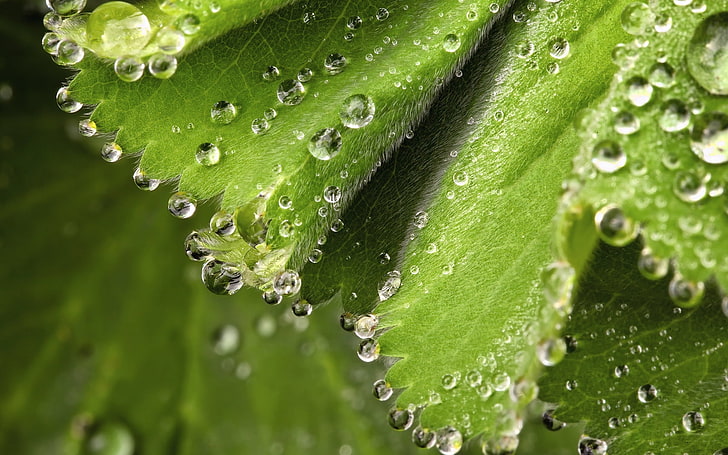 зеленое лиственное растение, капли, роса, мокрая, весна, листья, HD обои