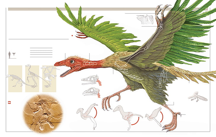 archeopteryx, HD tapet