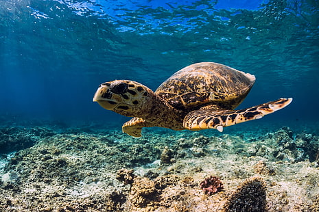 mer, animaux, tortue, sous l'eau, Fond d'écran HD HD wallpaper