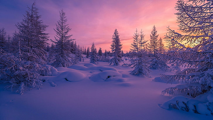 vinter, snö, blå, himmel, natur, frysning, solnedgång, vildmark, frost, träd, skymning, lila himmel, rosa himmel, gran, snöig, granskog, HD tapet