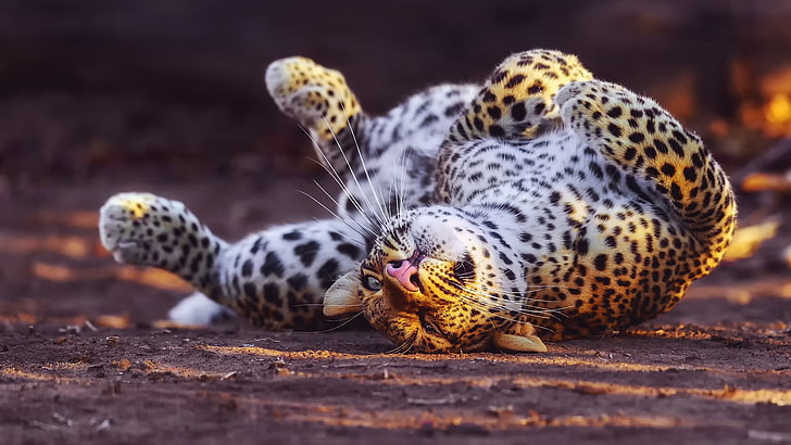 animals, leopard, leopard (animal), HD wallpaper