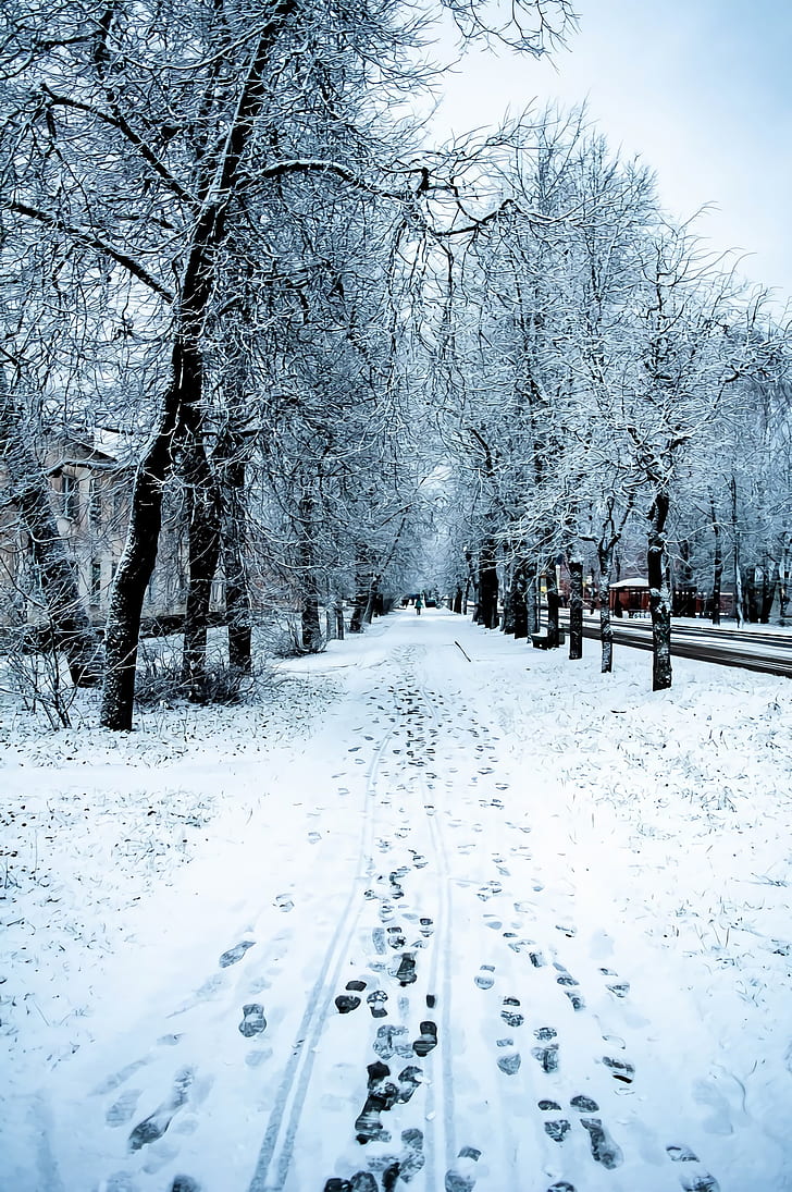 musim dingin, salju, alam, pohon, jalan, Wallpaper HD, wallpaper seluler