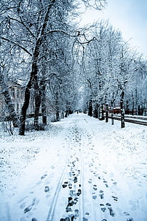 зима, сняг, природа, дървета, път, HD тапет HD wallpaper