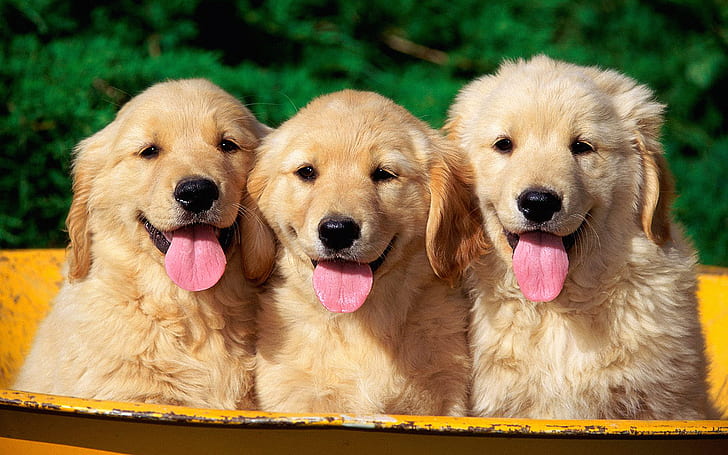 Tiere, Hund, Golden Retriever, Pink Tongues, Niedlich, Welpe, Fotografie, Tiere, Hund, Golden Retriever, Pink Tongues, Niedlich, Welpe, Fotografie, HD-Hintergrundbild