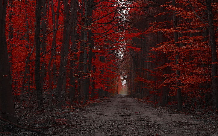 forest, red, landscape, trees, fall, path, nature, dirt road, HD wallpaper