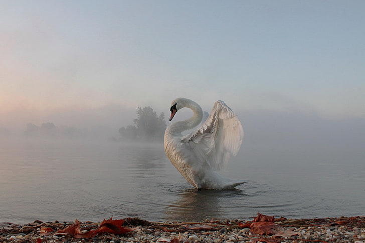 animals, nature, swan, lake, water, mist, birds, HD wallpaper