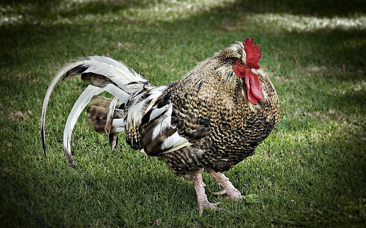 brown and gray rooster, rooster, feathers, grass, walk, HD wallpaper