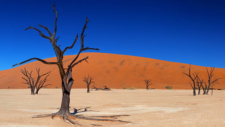 gurun, pemandangan, pohon, kayu mati, pohon mati, namibia, lembah mati, vlei mati, afrika selatan, afrika, bukit pasir, langit biru, siang hari, Wallpaper HD