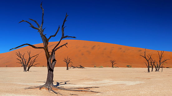desierto, paisaje, árbol, madera muerta, árbol muerto, namibia, valle muerto, dead vlei, sudáfrica, áfrica, duna, cielo azul, durante el día, Fondo de pantalla HD HD wallpaper