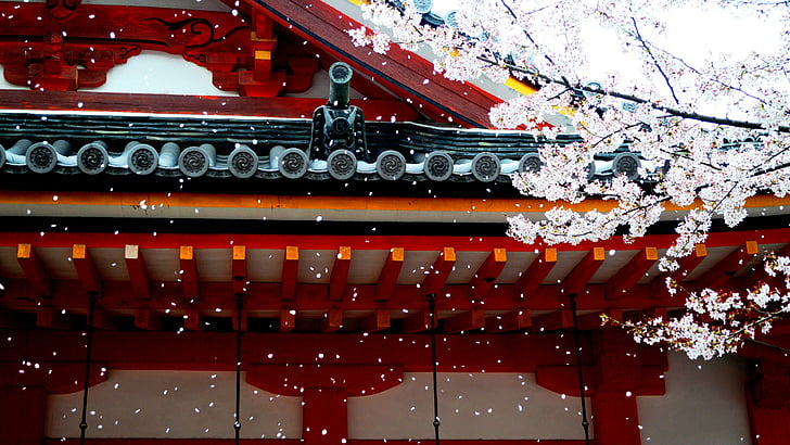 fleur, printemps, printemps, fleur de cerisier, rouge, point de repère, architecture, temple, bâtiment, façade, temple shinto, sakura, japon, Fond d'écran HD
