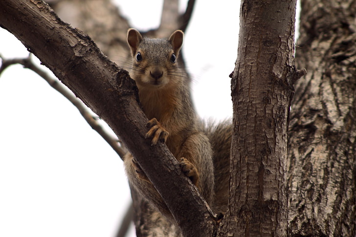 squirrel, squirrel, tree, climbing, branch, HD wallpaper