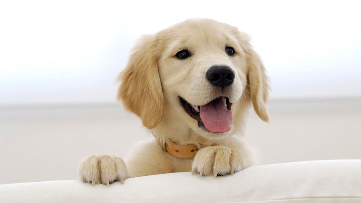 beige dog, puppies, dog, golden retrievers, animals, HD wallpaper