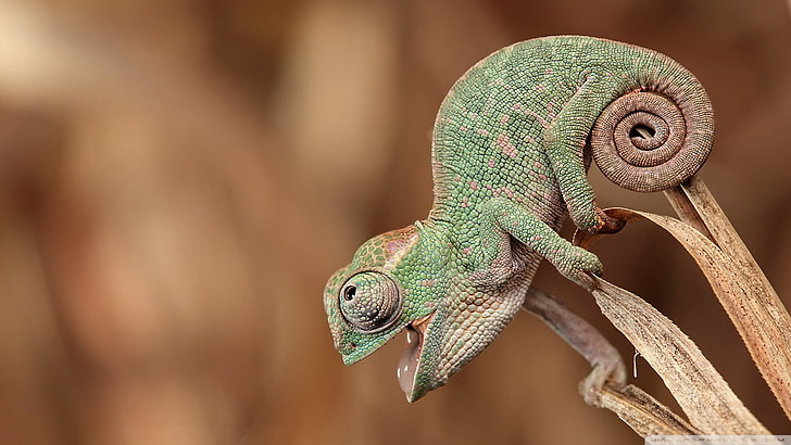 animals, chameleons, nature, happy, skin, open mouth, depth of field, plants, green, tail, closeup, reptiles, HD wallpaper