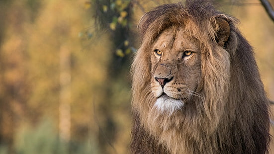 lion, roi lion, faune, animal sauvage, prédateur, mammifère, animal terrestre, gros chat, Fond d'écran HD HD wallpaper