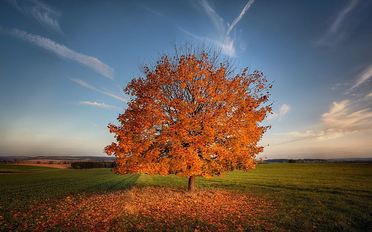 orange and brown bare tree, nature, trees, field, fall, HD wallpaper