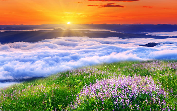 Sun, clouds and flowers, Nature, landscape, clouds, sun, grass, flowers, HD wallpaper
