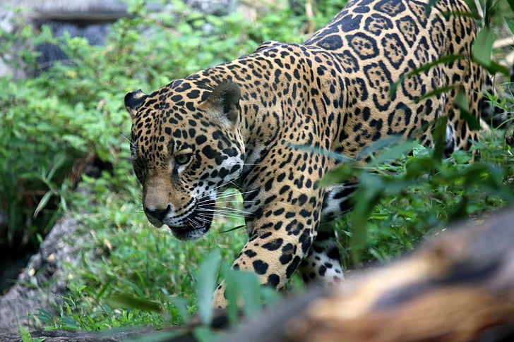 Cats, Jaguar, Jungle, predator (Animal), HD wallpaper
