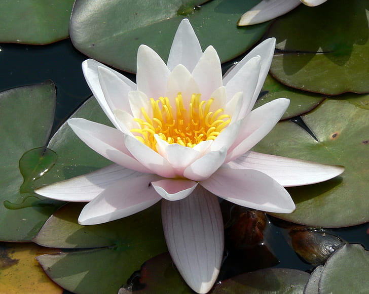 white lotus on lily pad, Water Flower, Bodnant Garden, Garden  white, white lotus, lily pad, water  flower, water Lily, nature, pond, lotus Water Lily, lake, petal, plant, flower Head, flower, leaf, water, summer, beauty In Nature, botany, blossom, HD wallpaper