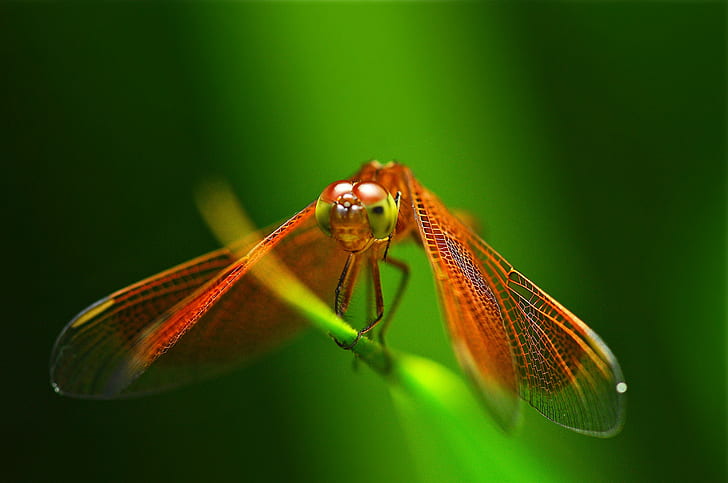 dragonfly, insect, red, a blade of grass, HD wallpaper