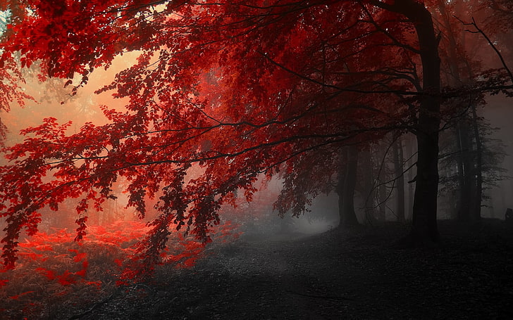 albero a foglia rossa, albero a foglia verde circondato da nebbie, alberi, caduta, natura, paesaggio, Sfondo HD