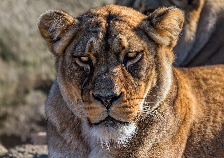 lion, angry face, predator, big cats, Animal, HD wallpaper
