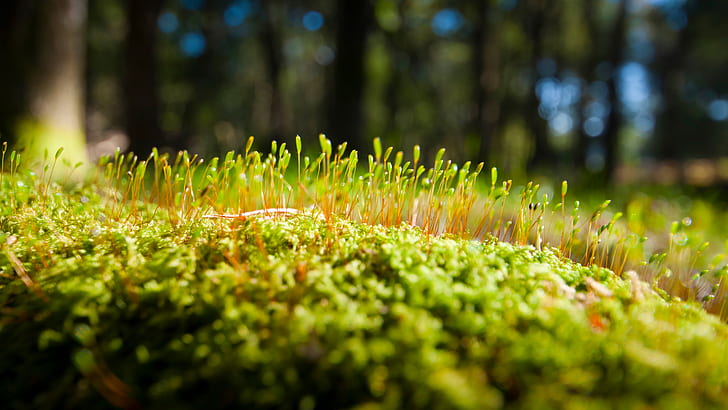 Moss, moss, nature and landscape, HD wallpaper