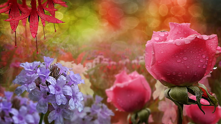 Blue flowers, pink roses, water droplets, Blue, Flowers, Pink, Roses, Water, Droplets, HD wallpaper