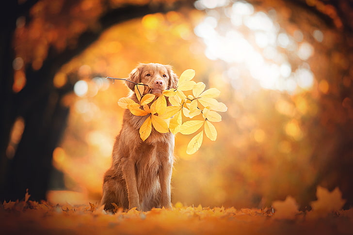 Golden Retriever, Autumn leaves, 4K, Foliage, HD wallpaper