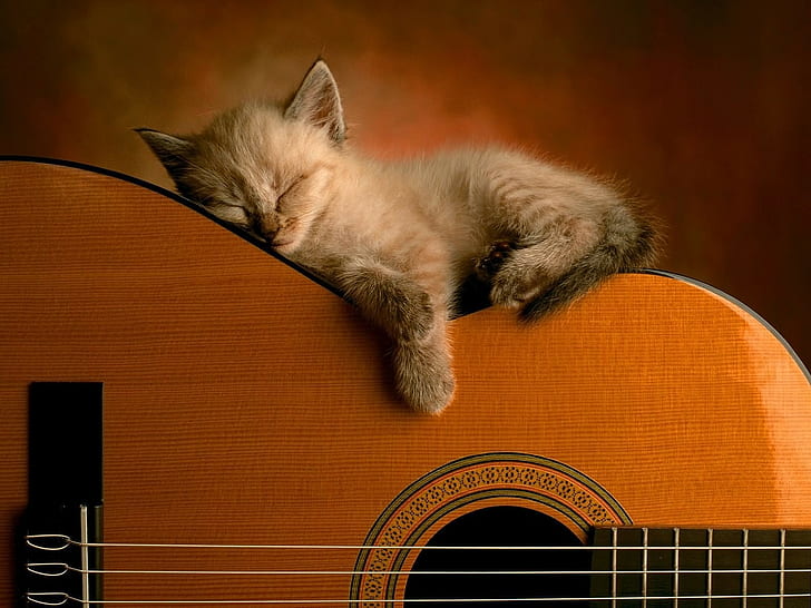 Yavru Kedi, Gitar, Uzan, Uyku, HD masaüstü duvar kağıdı