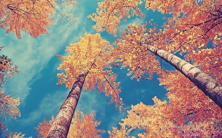 Златна есен, кафяви листни дървета, природа, есен, клони, дърво, златисто, листа, актриса, натру, HD тапет