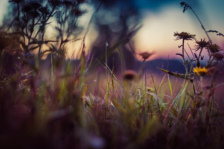 nature, flowers, depth of field, vignette, grass, blurred, HD wallpaper