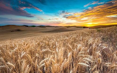 طبيعة ، 1920 × 1080 ، صور حقول القمح ، الحقول الخضراء ، حقول الخزامى ، HD، خلفية HD HD wallpaper