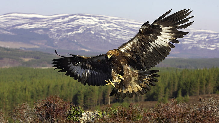 aigle noir et brun, oiseau, ailes, prédateur, vol, aigle royal, Fond d'écran HD
