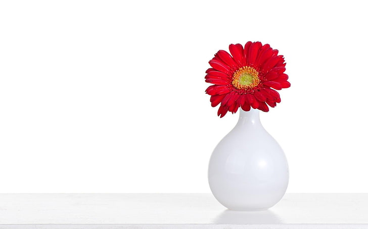 白いセラミック花瓶、ガーバー、明るい、赤、花瓶、コントラストの赤いガーベラデイジーの花、 HDデスクトップの壁紙
